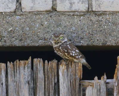 Steenuil - Little Owl