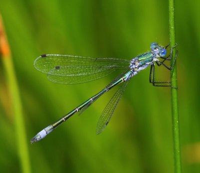 Tangpantserjuffer - Scarce Emerald Damselfly