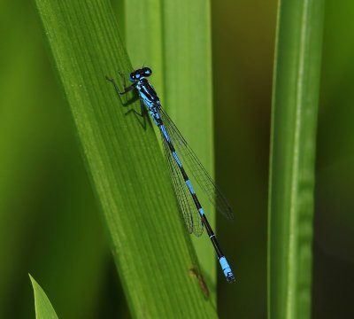 Variabele Waterjuffer - Variable Bluet