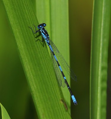 Variabele Waterjuffer - Variable Bluet