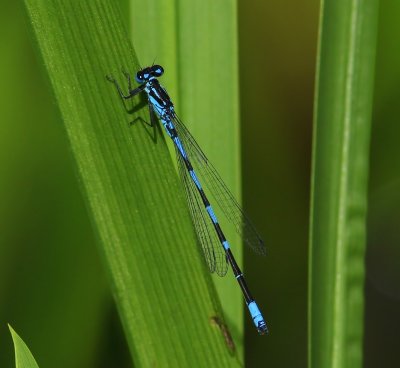 Variabele Waterjuffer - Variable Bluet