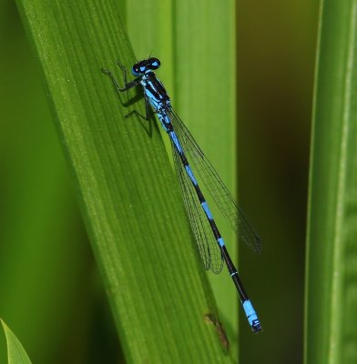 Variabele Waterjuffer - Variable Bluet