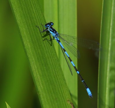 Variabele Waterjuffer - Variable Bluet