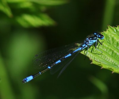 Variabele Waterjuffer - Variable Bluet
