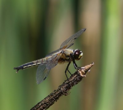 Viervlek - Four-spotted Chaser