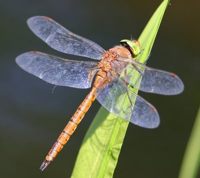 Vroege Glazenmaker - Green-eyed Hawker