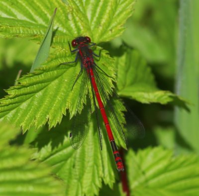 Vuurjuffer - Large Red Damselfly