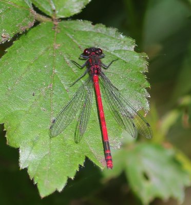 Vuurjuffer - Large Red Damselfly