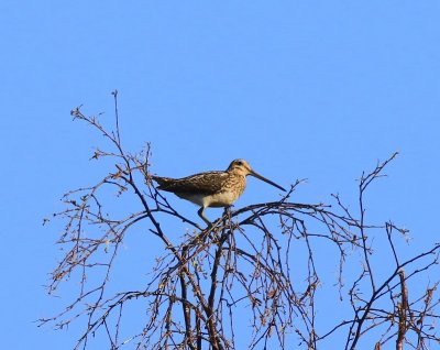 Watersnip - Common Snipe