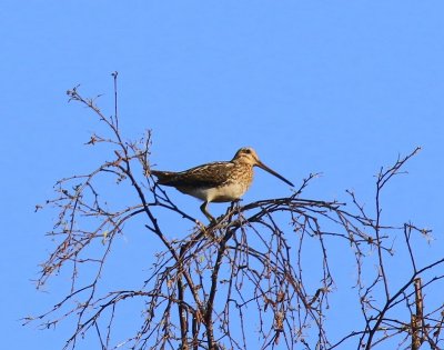Watersnip - Common Snipe