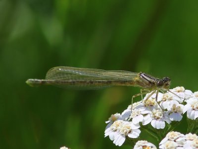 Watersnuffel - Common Bluet