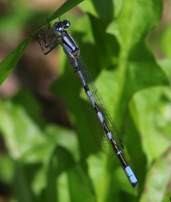 Watersnuffel - Common Bluet