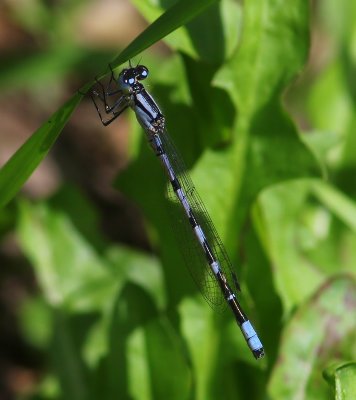 Watersnuffel - Common Bluet