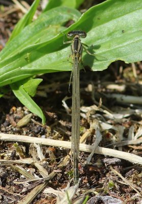 Watersnuffel - Common Bluet