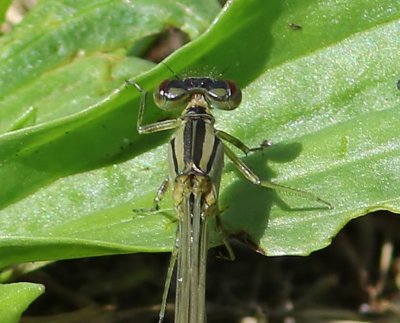 Watersnuffel - Common Bluet