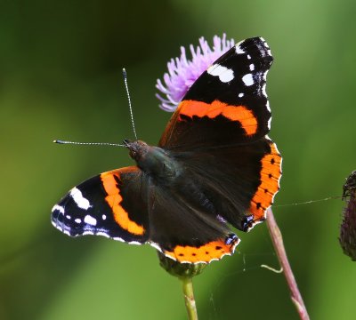 Atalanta - Red Admiral