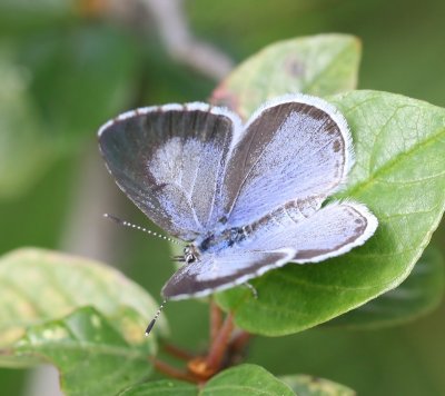 Boomblauwtje - Holly Blue