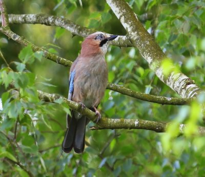 Gaai - Eurasian Jay