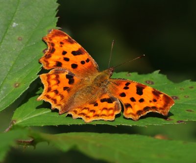 Gehakkelde Aurelia - Comma Butterfly
