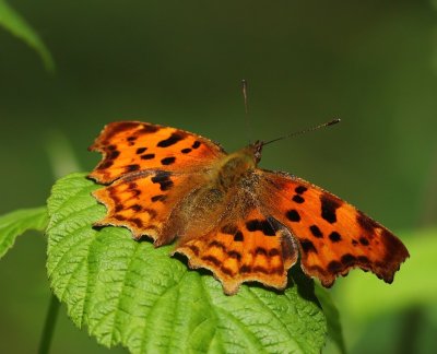 Gehakkelde Aurelia - Comma Butterfly
