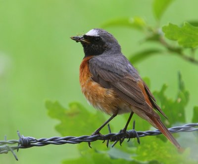 Gekraagde Roodstaart - Common Redstart