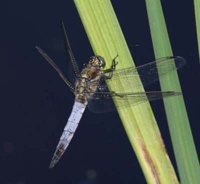 Gewone Oeverlibel - Black-tailed Skimmer