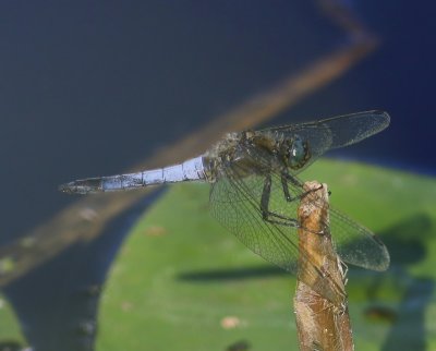 Gewone Oeverlibel - Black-tailed Skimmer