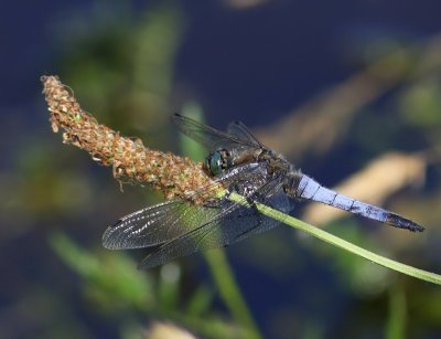 Gewone Oeverlibel - Black-tailed Skimmer