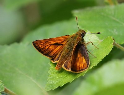 Groot Dikkopje - Large Skipper