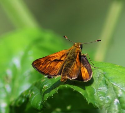 Groot Dikkopje - Large Skipper