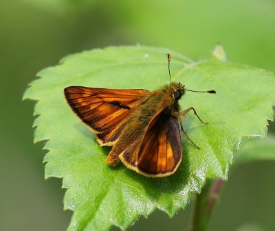 Groot Dikkopje - Large Skipper