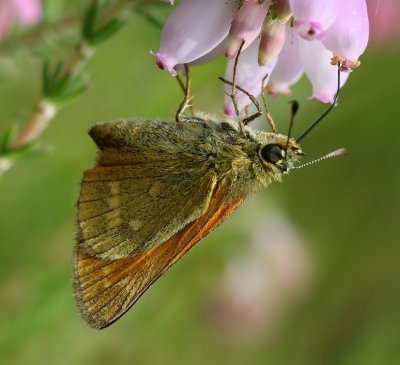 Groot Dikkopje - Large Skipper