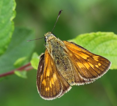 Groot Dikkopje - Large Skipper