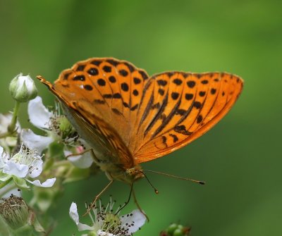 Keizersmantel - Silver-washed Fritillary