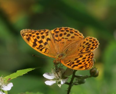 Keizersmantel - Silver-washed Fritillary