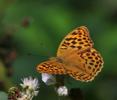 Keizersmantel - Silver-washed Fritillary