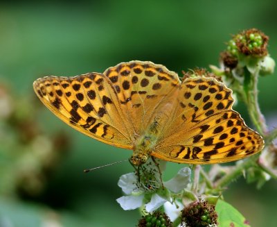 Keizersmantel - Silver-washed Fritillary