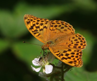 Keizersmantel - Silver-washed Fritillary