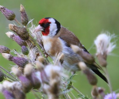 Putter - European Goldfinch