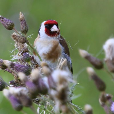 Putter - European Goldfinch