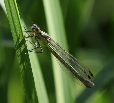 Tangpantserjuffer - Scarce Emerald Damselfly