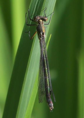 Tangpantserjuffer - Scarce Emerald Damselfly