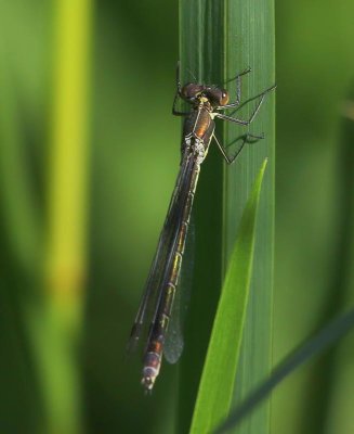 Tangpantserjuffer - Scarce Emerald Damselfly