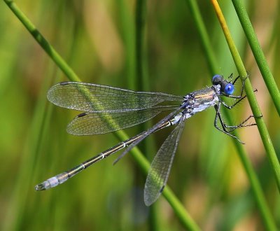 Tangpantserjuffer - Scarce Emerald Damselfly