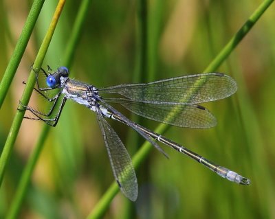 Tangpantserjuffer - Scarce Emerald Damselfly