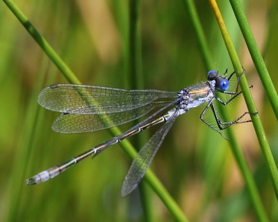 Tangpantserjuffer - Scarce Emerald Damselfly