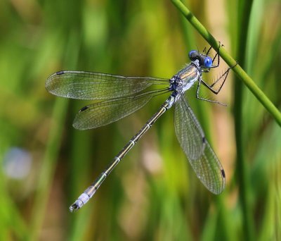 Tangpantserjuffer - Scarce Emerald Damselfly