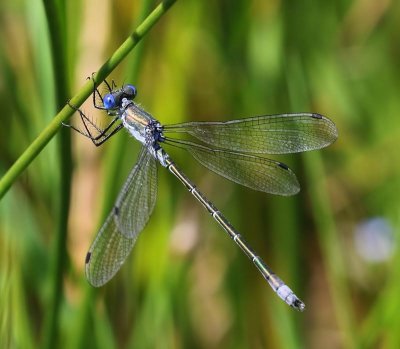Tangpantserjuffer - Scarce Emerald Damselfly