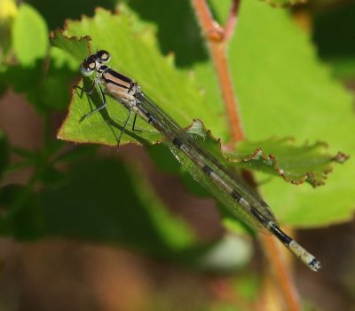 Watersnuffel - Common Bluet