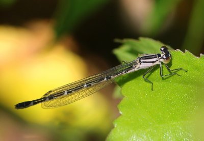 Watersnuffel - Common Bluet
